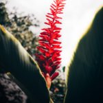 Invest Live Work Retire in Mauritius - Culture, Food, People, Business, City, Sea, Sand, Beach, Tropical, Nature - 11