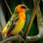 Invest Live Work Retire in Mauritius - Culture, Food, People, Business, City, Sea, Sand, Beach, Tropical, Nature - 32