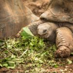 Invest Live Work Retire in Mauritius - Culture, Food, People, Business, City, Sea, Sand, Beach, Tropical, Nature - 33