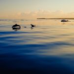 Invest Live Work Retire in Mauritius - Culture, Food, People, Business, City, Sea, Sand, Beach, Tropical, Nature - 65